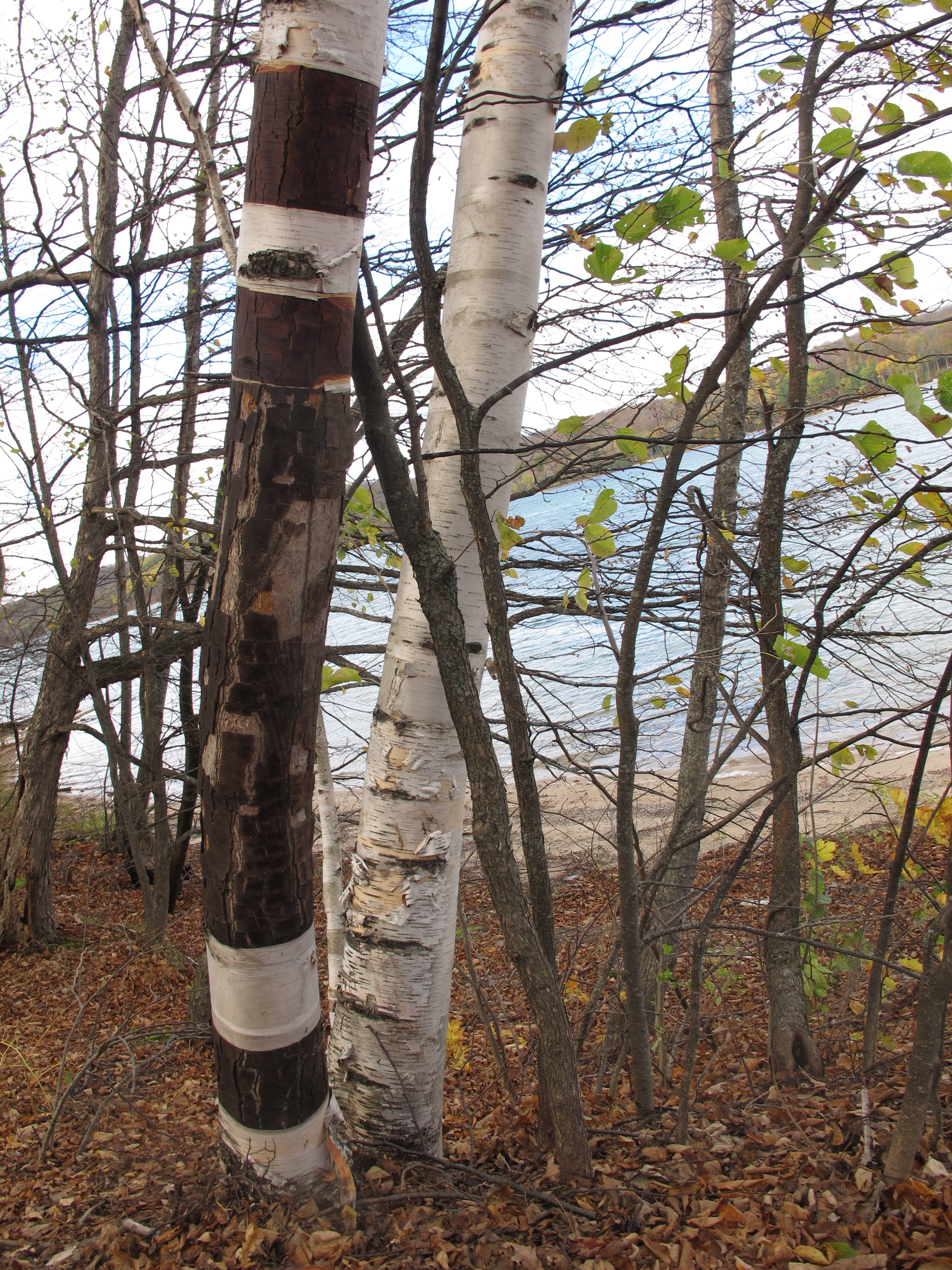 Treewhispers