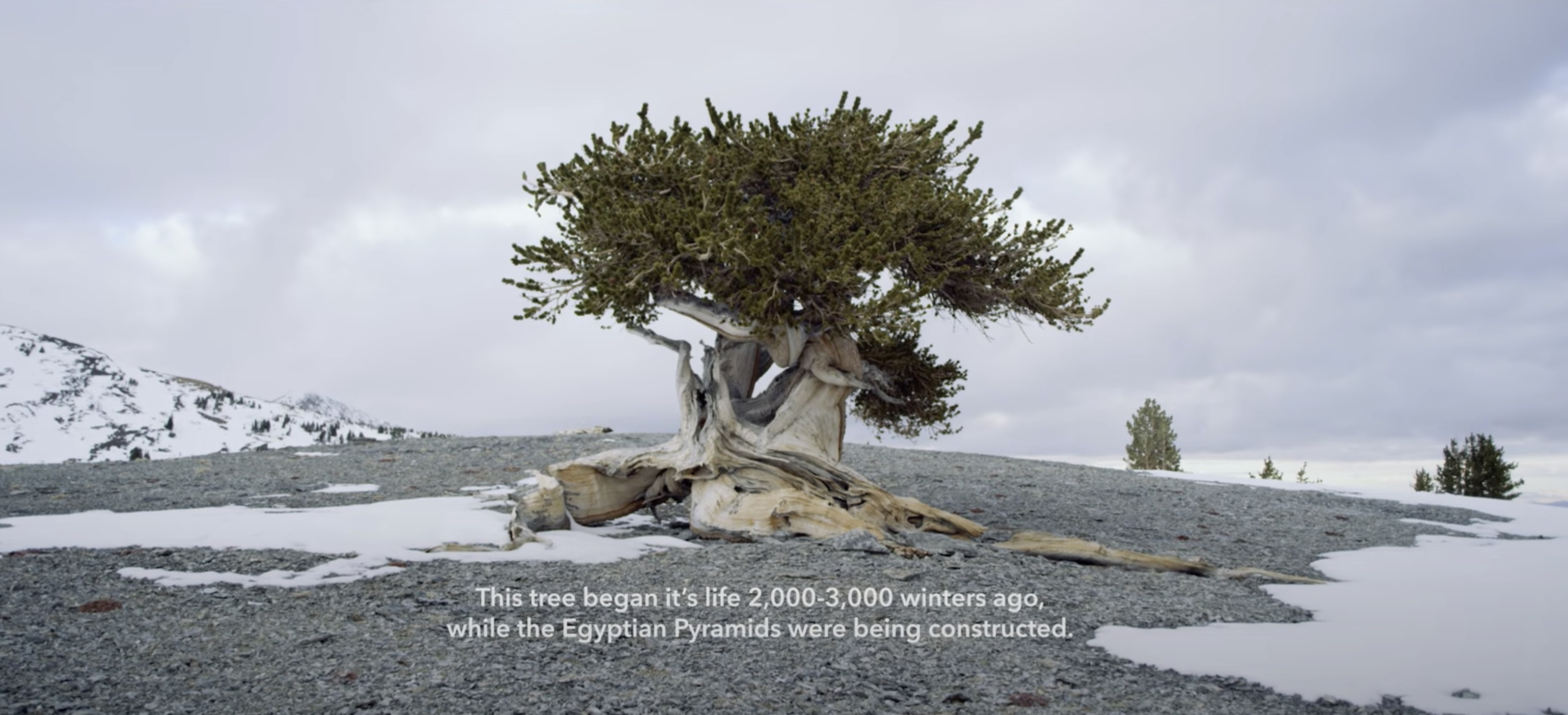 Treeline/The Secret Life of Trees