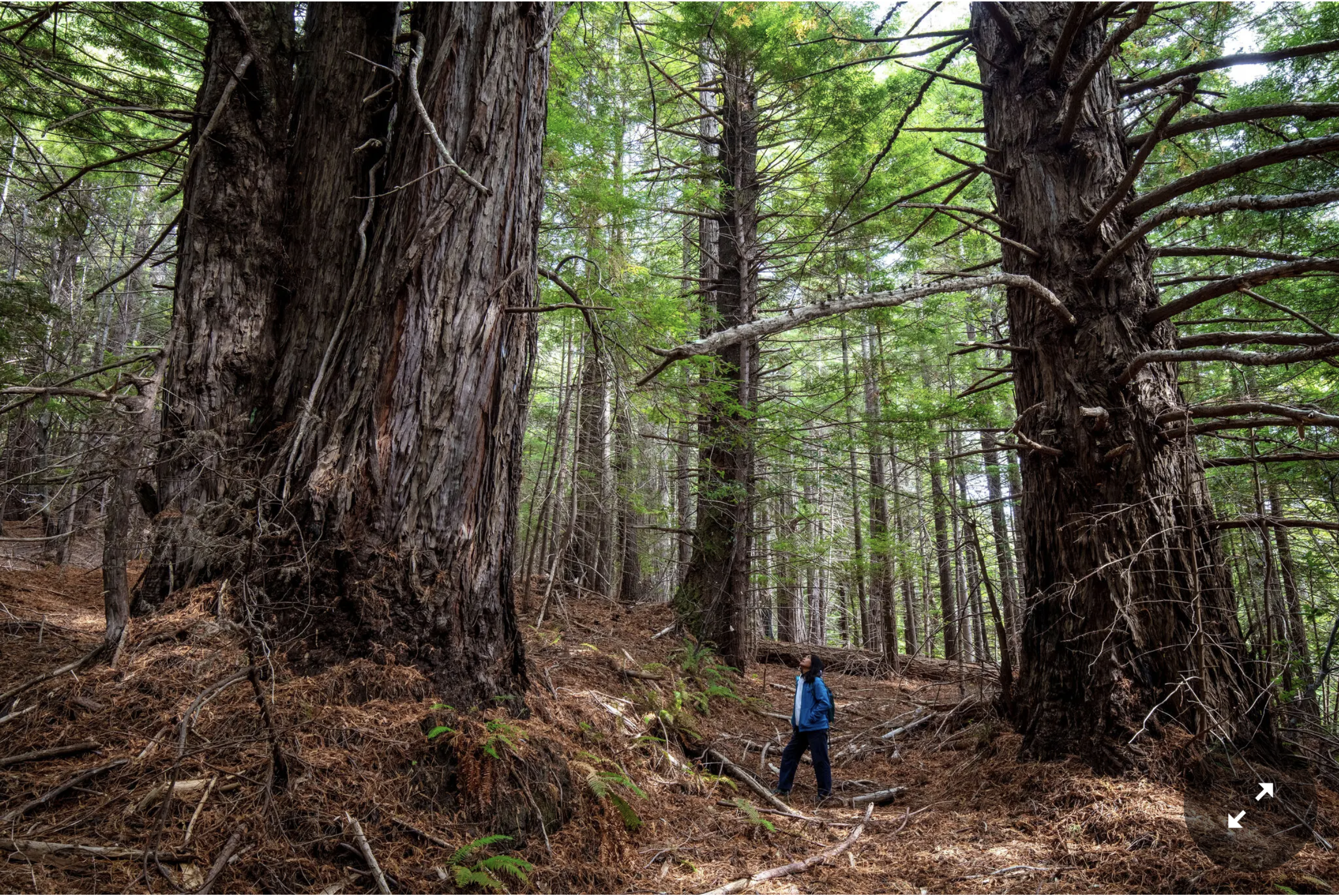 From The New York Times: