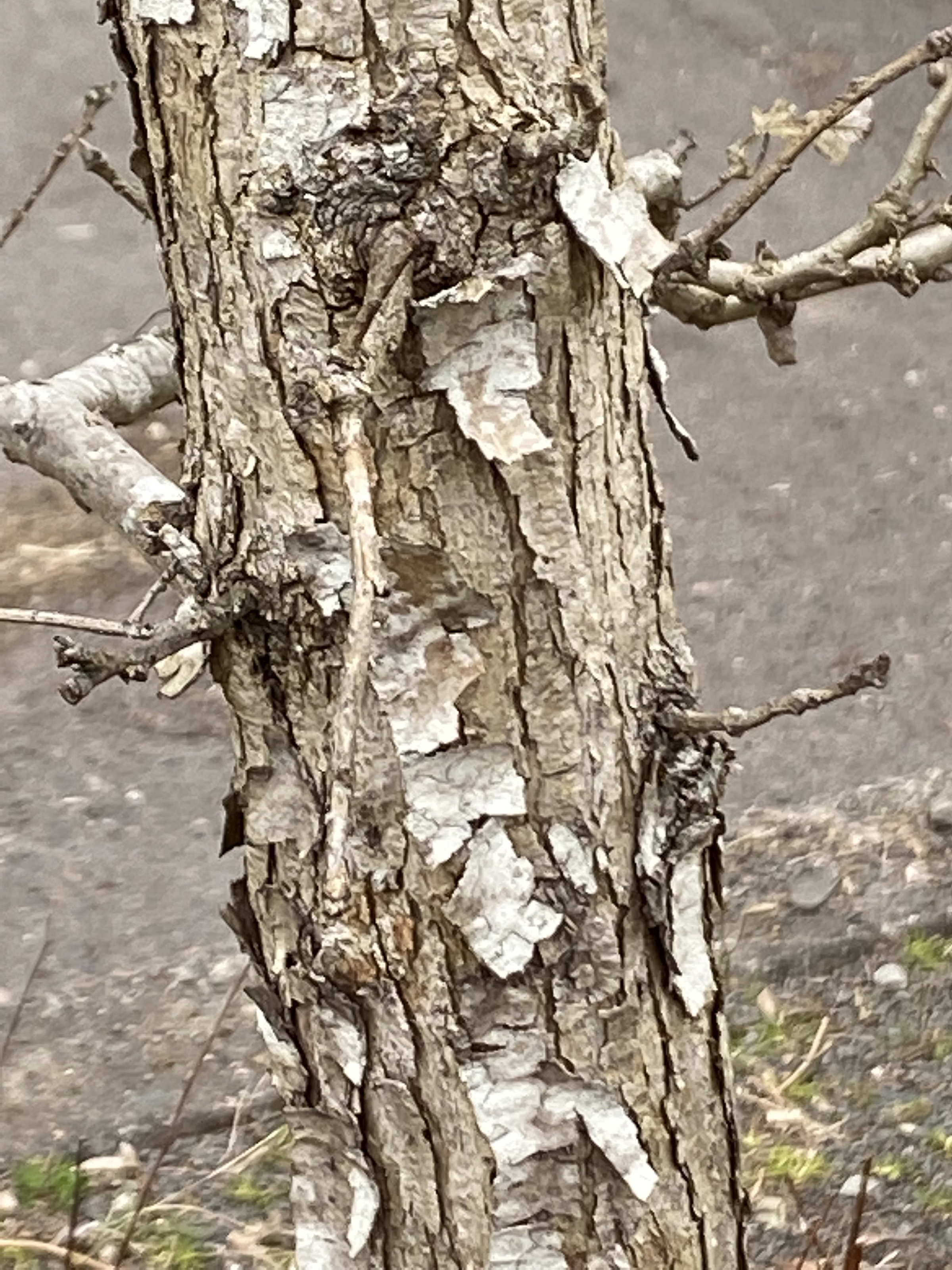 Life’s path, friends and mentors, and the interconnectedness of trees