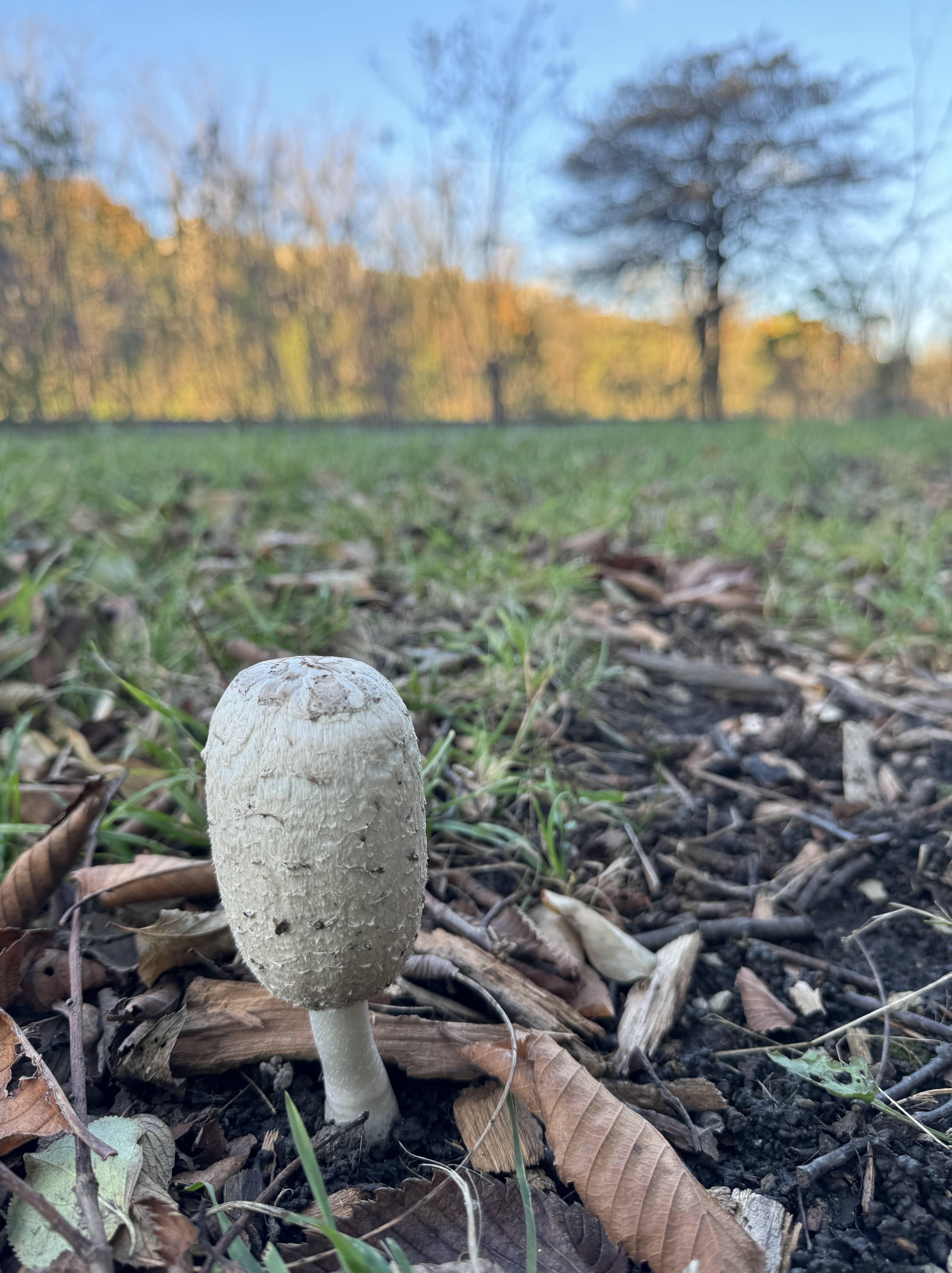 Mycorrhizal relationship